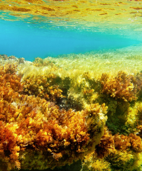 kelp garden 600x724 photo of kelp garden