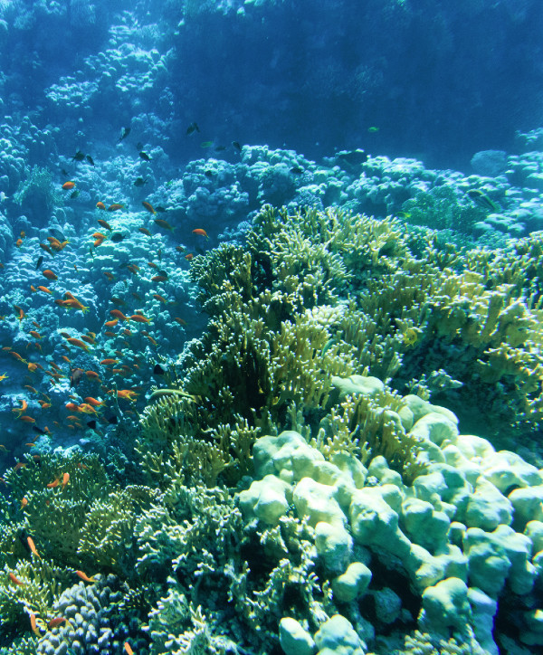 underwater photo